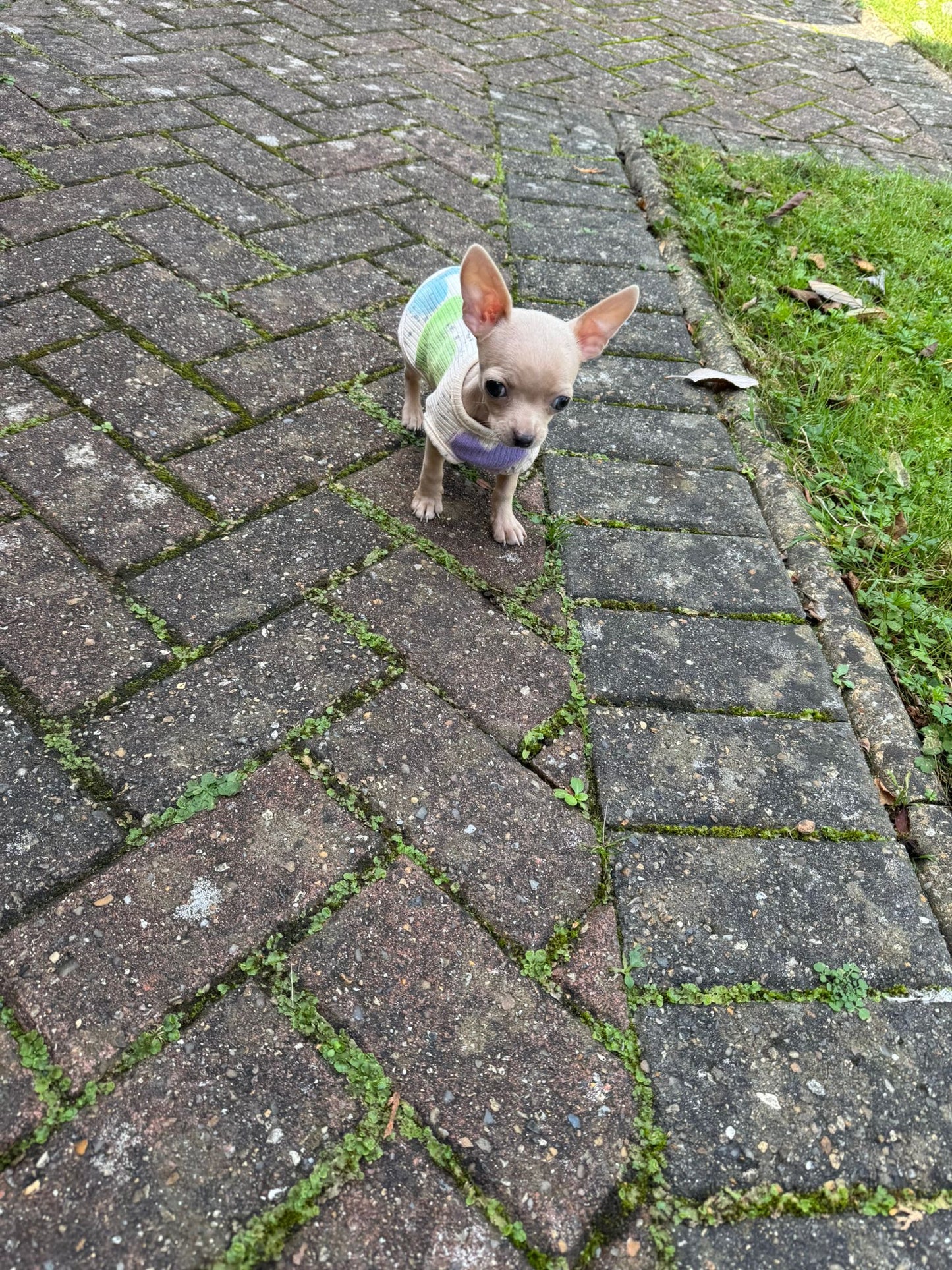 Create your own dog vest🐾🫶🏽